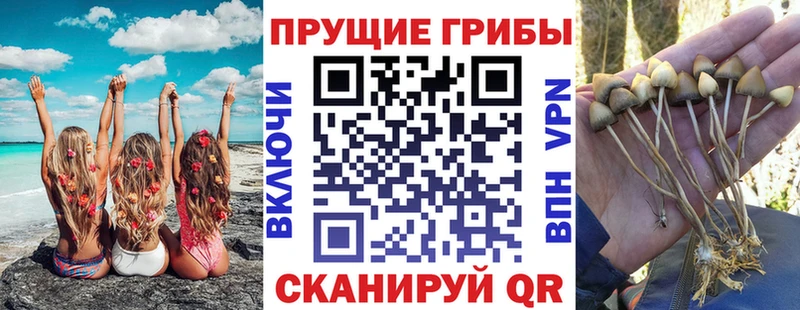 Галлюциногенные грибы Psilocybine cubensis  где можно купить наркотик  Тырныауз 